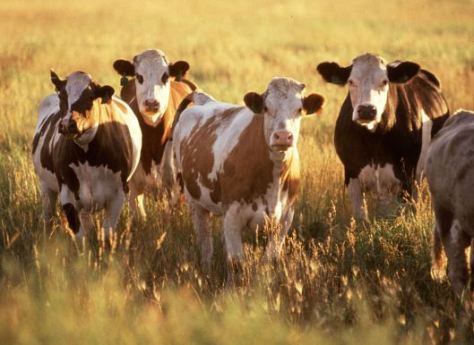 Cattle_herd public domain
